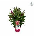 Budleja davidii Leptir Candy Little Ruby ® C3 Lit 25-30 cm