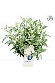 Budleja davidii Leptir Candy Little White ® C3 Lit 25-30 cm