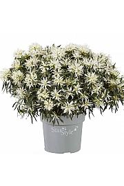 Azalea japonica Starstyle ® White C1.5 Lit. 25 cm
