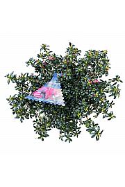 Azalea japonica Cascadula Zimzelena - Hortinno C3 Lit. 30-40 cm