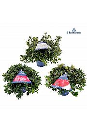 Azalea japonica Zimzelena - Hortinno Mix C3 Lit. 30-40 cm