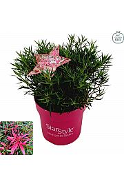 Japanska azaleja Starstyle ® ružičasta C3 lit. 30 cm