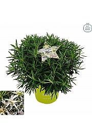 Japanska azaleja Starstyle ® bijela C3 lit. 30 cm