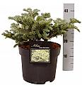 Abies koreana Blue Emperor C5 Lit. 25-30 cm