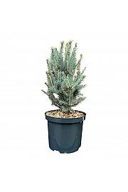 Picea pungens Scotia C5 Lit. 25-30 cm