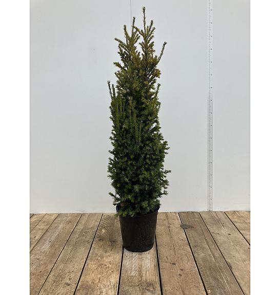 Taxus baccata Washingtonnii C10 Lit. 100-120 cm