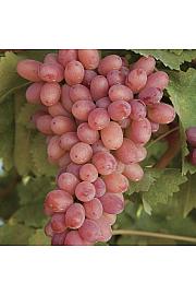 Vitis vinifera Apirena Arancio C4 Lit. 125-150 cm