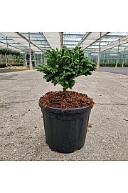 Cryptomeria japonica Tomahawk C4,5 Lit. 20/+ cm