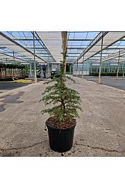 Cedrus libani Dino C8 Lit. 40-50 cm