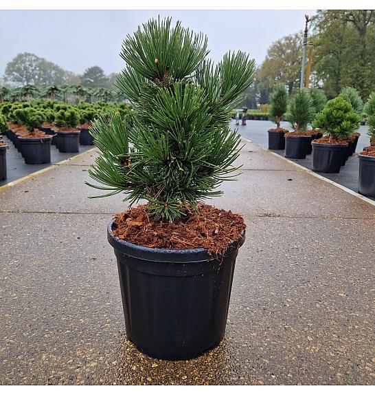 Pinus leucodermis Irish Bell C8 Lit. 25-30 cm
