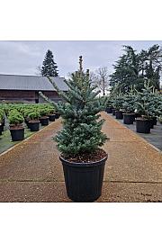 Abies koreana Tordis C20 Lit. 60-70 cm