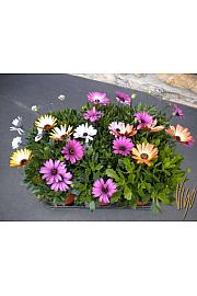 Osteospermum Ø14