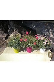 Chrysanthemum frutescens Ø14 mix, barvno kovinsko vedro