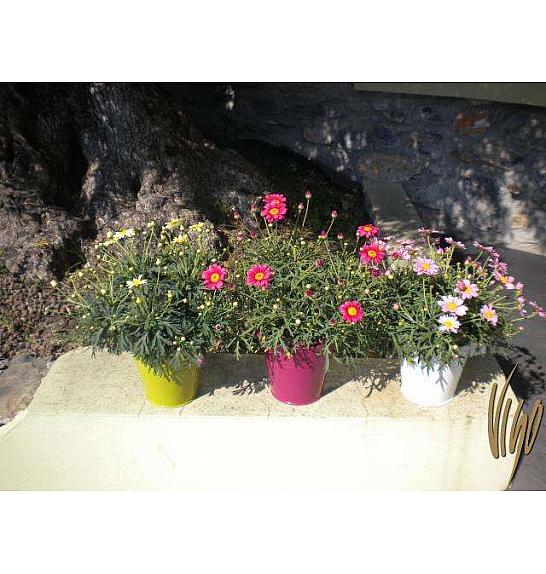 Chrysanthemum frutescens Ø14 mix, barvno kovinsko vedro