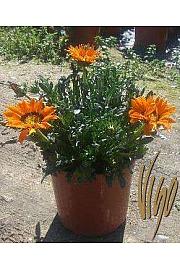 Gazania mix Ø18