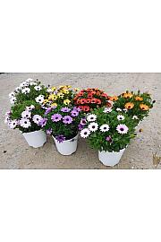 Osteospermum Ø18