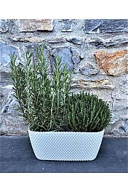 Dišavnice mix Ø14 plastično korito 2 pack