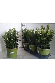 Laurus nobilis Ø18