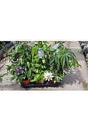 Passiflora incarnata Ø14 piramida