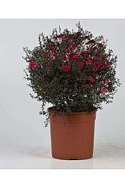 Leptospermum Ø18