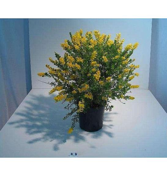 Cytisus hybrid Ø18