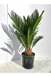 Cycas revoluta Ø15
