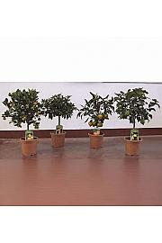 Citrus sinensis Ø20 mix Na Steblu 20 cm
