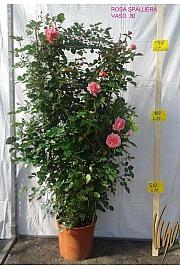 Rosa hibrid Mix C10 Lit. Rešetka 120 cm