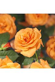 Rosa Orange Climber C1.5 Lit. 30-40 cm
