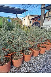 Cedrus atlantica Glauca C18 Lit. 80-100 cm