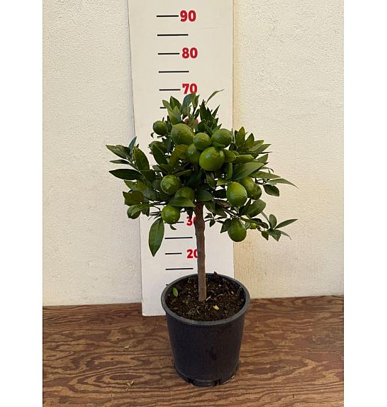 Citrus floridana Limequat Ø20 Na steblu 30 cm