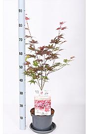 Acer palmatum Atropurpureum C3 Lit. 30-40 cm