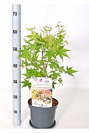 Acer palmatum Oridono Nishiki C3 Lit. 30-40 cm