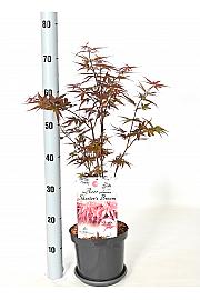 Acer palmatum Skeeter's Broom C3 Lit. 30-40 cm