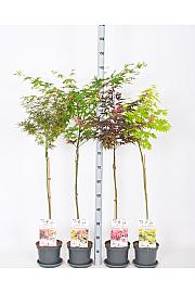Acer palmatum MIX C3 Lit. Na stabljici 60 cm