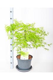 Acer palmatum Dissectum C7,5 Lit. 50-60 cm