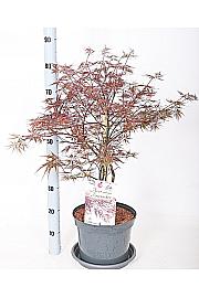 Acer palmatum Vatrogasna puhalica C7,5 lit. 50-60 cm