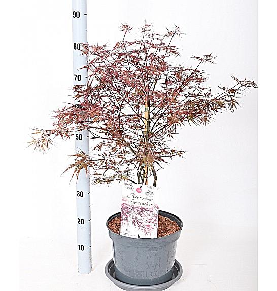 Acer palmatum Vatrogasna puhalica C7,5 lit. 50-60 cm