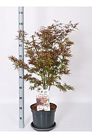 Acer palmatum Jerre Schwartz C7,5 Lit. 50-60 cm