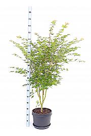 Acer palmatum Bi-Hoo C15 Lit. 60-80 cm
