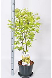 Acer shirasawanum Jordan C15 Lit. 60-80 cm