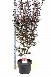Acer palmatum Skeeter's Broom C15 Lit. 60-80 cm