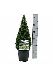 Buxus sempervirens C4 Lit. 40-50 cm; Piramida