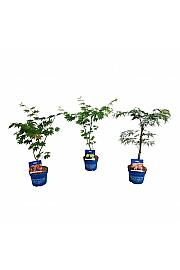 Acer JACK FROST® C3 Lit. 40-50 cm