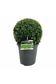Buxus sempervirens C8,5 Lit. 30-35 cm; Krogla