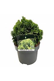 Chamaecyparis obtusa Nana Aurea C5 Lit. 15-20 cm