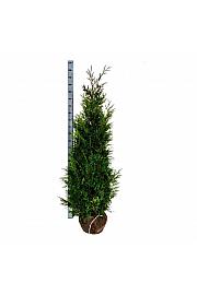 Thuja plicata Martin bala 140-160 cm extra