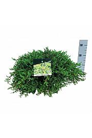 Juniperus communis Greenmantle C7,5 Lit. 50-60 cm