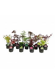 Acer palmatum Mix C5 Lit. 50-60 cm