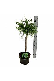 Larix decidua Kórnik C5 Lit. Na steblu 40 cm
